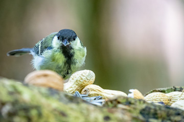 bird on feeder