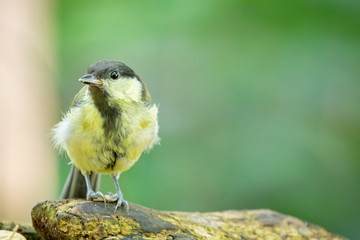bird on branch