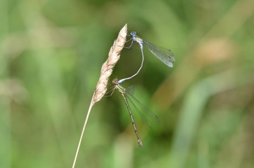 Agrion élégant (Ischnura elegans) 