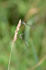 Agrion élégant (Ischnura elegans) 