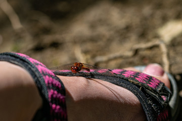 Male red veined darter dragonfly (sympetrum fonscolombii) resting on a summer sandal