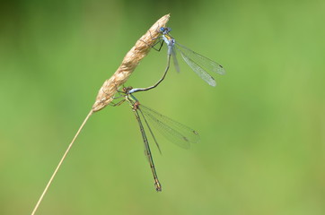 Agrion élégant (Ischnura elegans) 