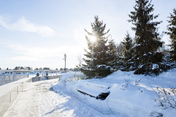 Scenic image of spruces trees. Frosty day, calm wintry scene. Location Russia. Great picture of wild area. Tourism or Christmas concept.