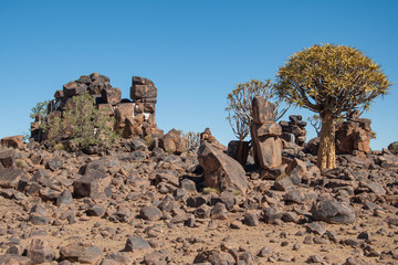 Quiver Trees sit amongst rocks in southern Namibia