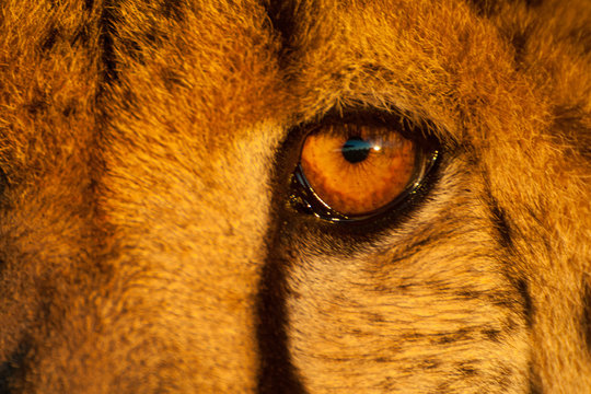 A close up of a leopard's eye taken as the sun sets