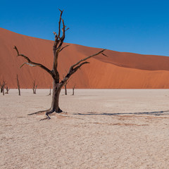 The white pan of Deadvlei at Sossusvlei, Namibia with dead camel thorn trees and Big Daddy dune in the background