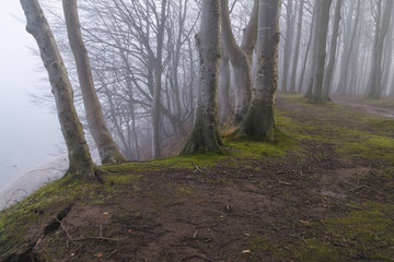 beech forest in misty cliff landscape, tree funeral, forest cemetery, green burial