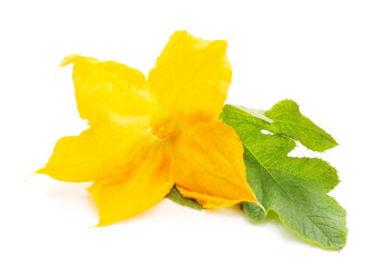 Yellow pumpkin flower.