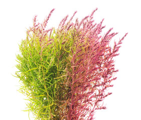 Bunch of pink and green grass.
