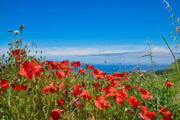 Poppy seed flowers and other flowers and gras field Achadas da cruz village  view to Atlantic ocean...