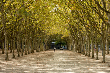 Public garden along Place des Quinconces, Bordeaux France, with a canopy of green trees.