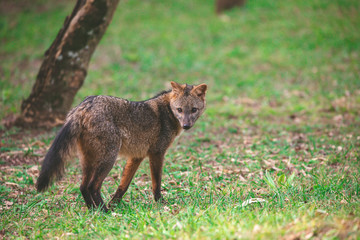 Fototapeta premium Zorrito