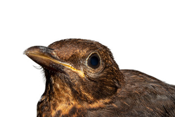 blackbird on white background side view