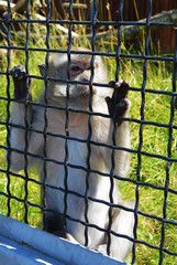 Chimpanzee in the zoo, behind the net