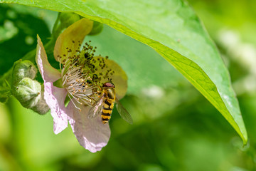 Sphaerophoria scripta (long hoverfly) on flower of wild blackberry 