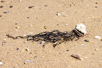 Seashell and seaweed on the sand beach