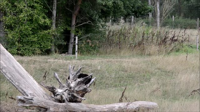 Ours brun (Ursus arctos)