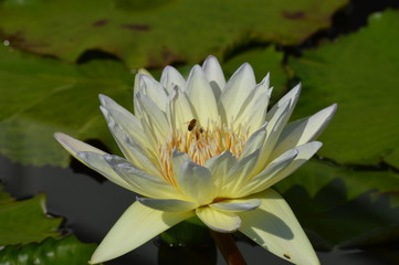 Water lily on the pond