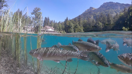 Blausee - switzerland - Forellen