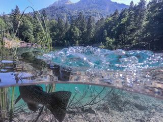 Blausee - switzerland - Forellen
