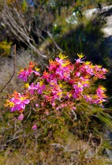 flowers in garden