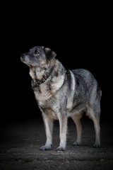 portrait of standing old female dog with fluffy fur isolated on black background