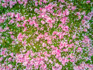 A garden carpet of wild pink cherry flowers on lawn. Sakura flowers. Prunus Serrulata.