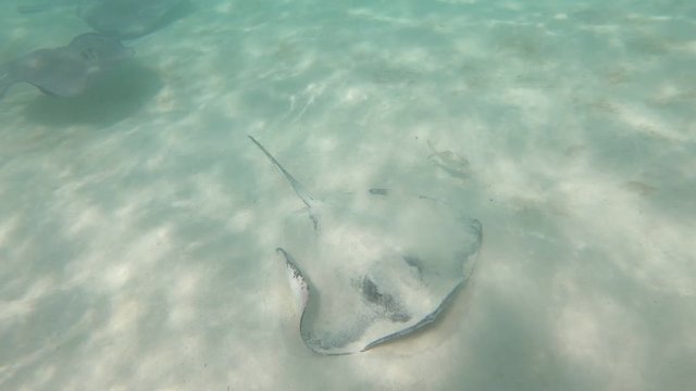 This big Stingray takes off from ts hiding spot under the sand leaving a trail of flowing sand off of its body as it glides away in slow motion