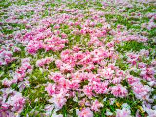 A garden carpet of wild pink cherry flowers on lawn. Sakura flowers. Prunus Serrulata.