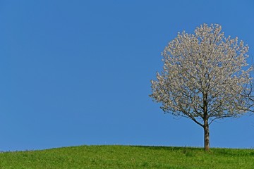 Fototapeta na wymiar Kirschbaum und heller blauer Hintergrund. 