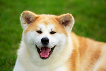 Dog breed Akita Inu