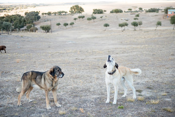 PERRO MASTIN CUIDANDO OVEJAS