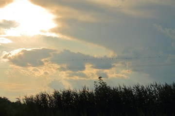 Fototapeta premium colorful sky at sunset. the sky is orange and grey clouds at sunset. beautiful view of the clouds. beautiful sunset. outdoor recreation in the evening. birds swallows sitting on wires