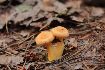 two yellow mushroom chanterelles portrait. in the forest and grass are rising chanterelles. edible mushroom. collect mushrooms in the forest. eating delicious mushrooms is good for health
