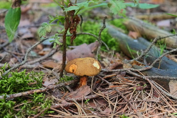 young boletus mushroom near the green Bush. in the woods grow mushrooms and edible for people. collect mushrooms for food. try the mushroom. delicious mushrooms grow in the forest.