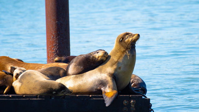 Fototapeta Pier 39, Fishermans/ Fisherman's Wharf. Group of California Sea Lions/Seals relaxing, sunbathing and barking on a pier by the ocean in San Francisco on a sunny summer day.