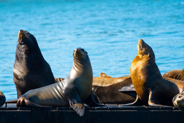 Pier 39, Fishermans/ Fisherman's Wharf. Group of California Sea Lions/Seals relaxing, sunbathing...