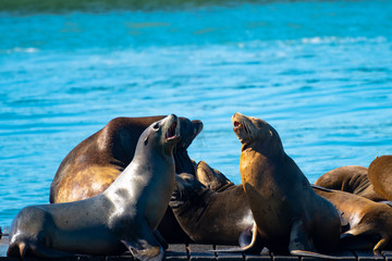 Fototapeta premium Pier 39, Fishermans/ Fisherman's Wharf. Group of California Sea Lions/Seals relaxing, sunbathing and barking on a pier by the ocean in San Francisco on a sunny summer day.
