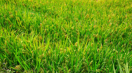Longji Rice Terraces