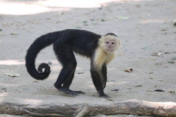 Capuchin Monkey at the Beach in Costa Rica