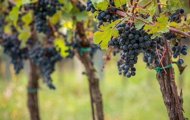 Ripe blue grapes on Vineyard