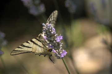 Iphiclides podalirius; scarce swallowtail butterfly in rural Tuscany