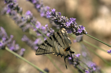 Iphiclides podalirius; scarce swallowtail butterfly in rural Tuscany
