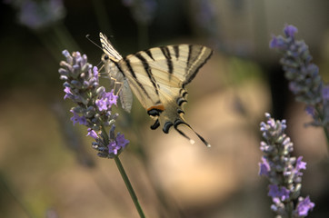 Iphiclides podalirius; scarce swallowtail butterfly in rural Tuscany