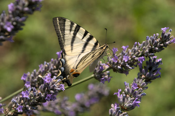 Iphiclides podalirius; scarce swallowtail butterfly in rural Tuscany