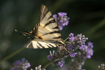 Iphiclides podalirius; scarce swallowtail butterfly in rural Tuscany
