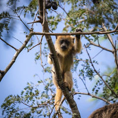 Mono Carayá