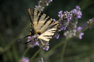 Iphiclides podalirius; scarce swallowtail butterfly in rural Tuscany