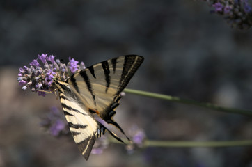 Iphiclides podalirius; scarce swallowtail butterfly in rural Tuscany