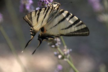 Iphiclides podalirius; scarce swallowtail butterfly in rural Tuscany